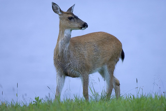 1280px Sitka black tailed deer