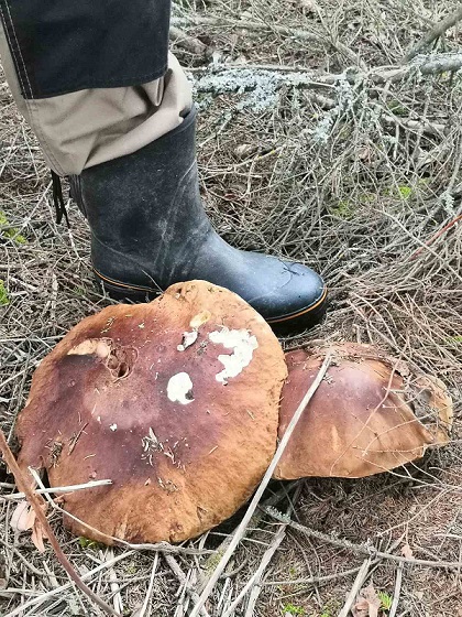 Sienestys Hollolassa / Mushrooms in Hollola, Lahti region